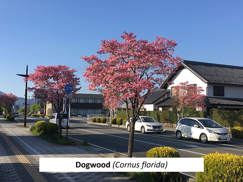 Dogwood (Cornus florida)