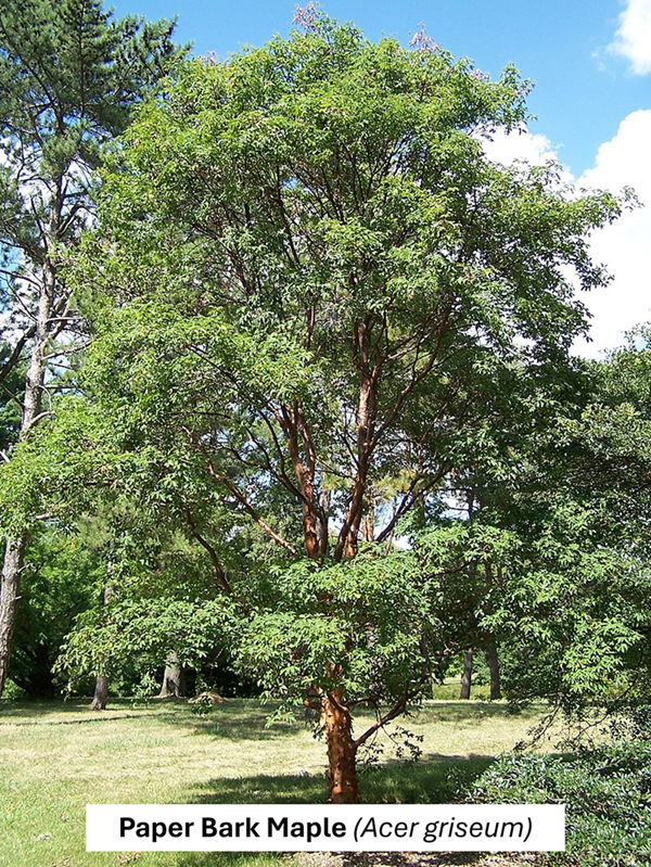 Paper Bark Maple (Acer griseum)