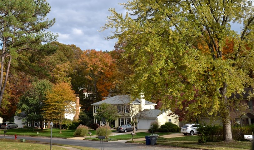 home on tree-lined street